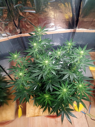 IMG_20210612_190748_4