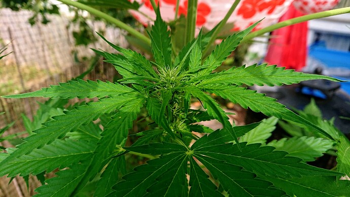 obscura1660941596832