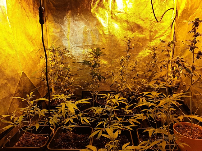 Growreport Bild 2