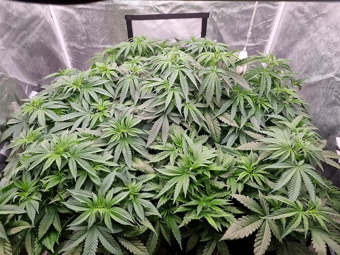 Growreport Bild 34