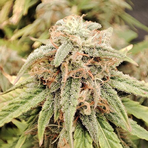 Growreport Bild 40