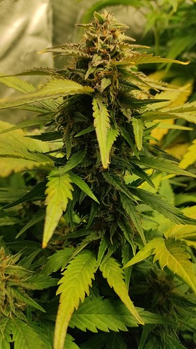 Growreport Bild 3