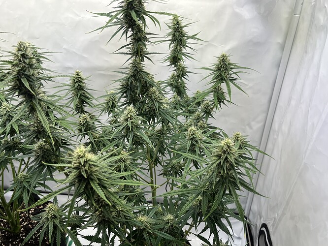 Growreport Bild 28