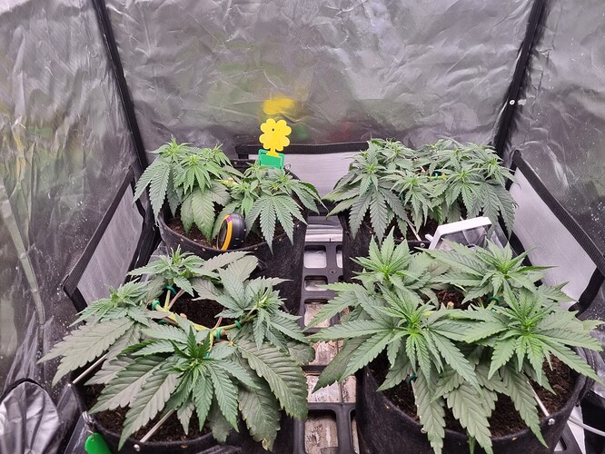 Growreport Bild 1