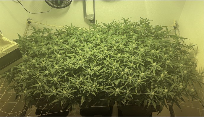 Growreport Bild 8