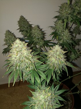Growreport Bild 7