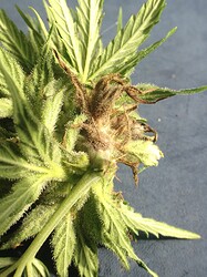 Growreport Bild 17