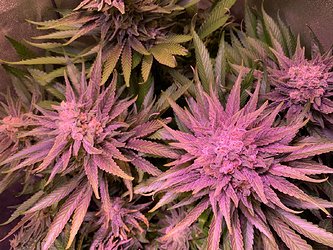 Growreport Bild 21
