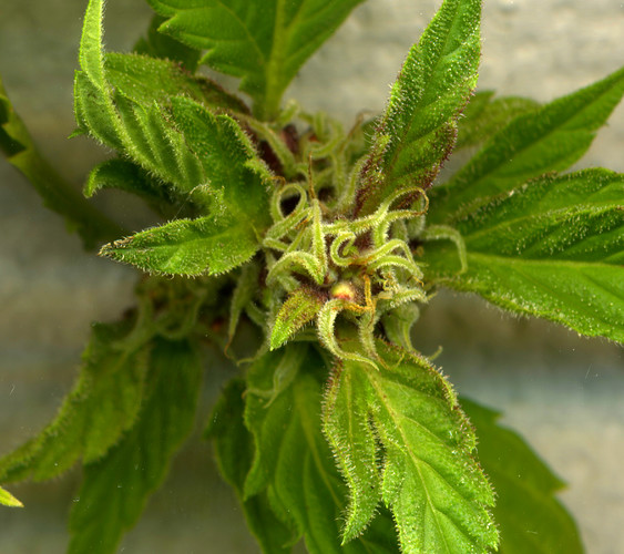 Growreport Bild 6