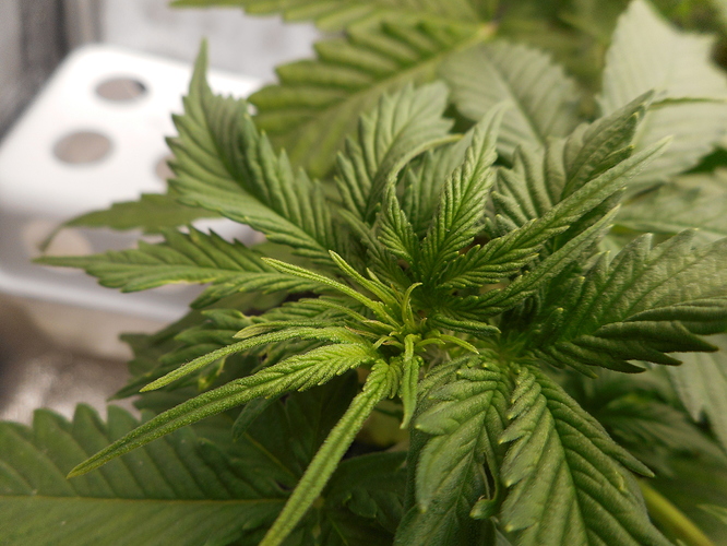 Growreport Bild 5