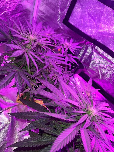 Growreport Bild 5