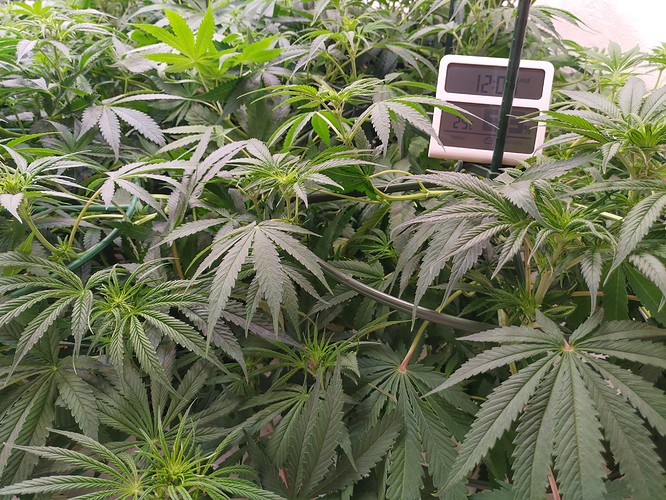 Growreport Bild 13