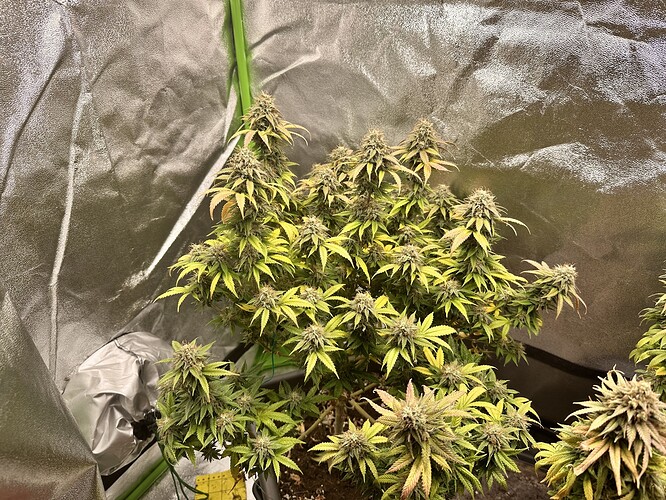 Growreport Bild 7