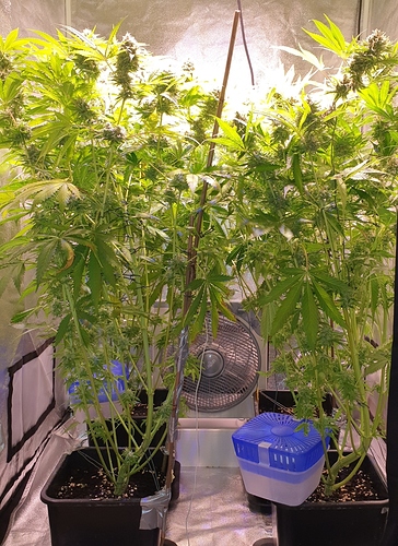 Growreport Bild 3