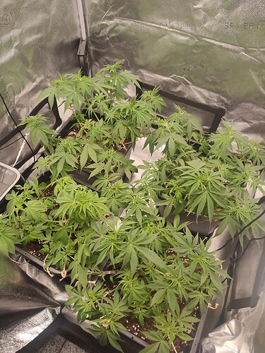 Growreport Bild 4