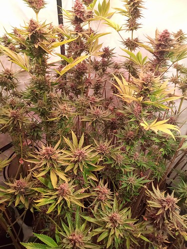 Growreport Bild 22