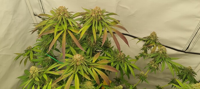 Growreport Bild 2