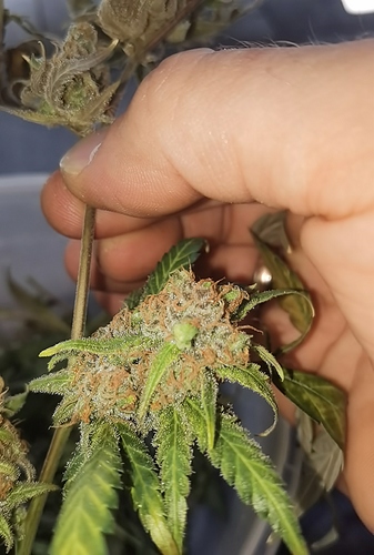 Growreport Bild 13