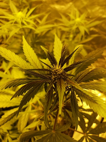 Growreport Bild 2