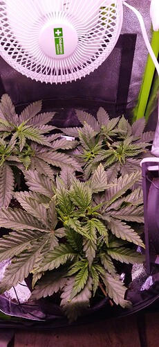 Growreport Bild 1