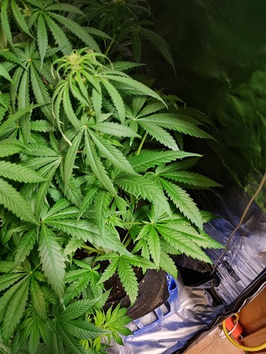 Growreport Bild 19