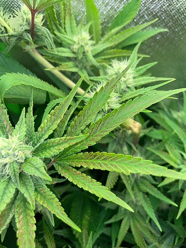 Growreport Bild 3