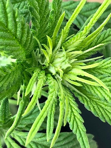Growreport Bild 5