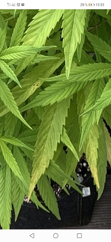 Screenshot_20200717_133310_com.android.chrome