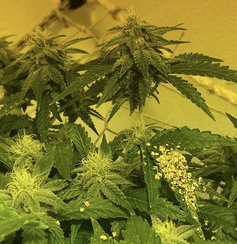 Growreport Bild 2