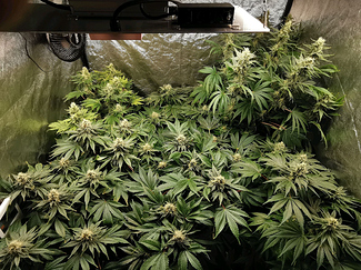 Growreport Bild 16
