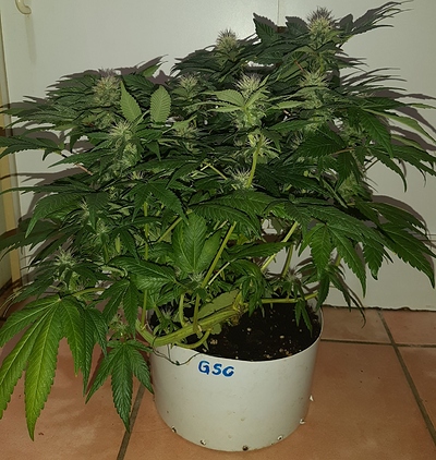 Growreport Bild 7