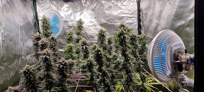 Growreport Bild 55
