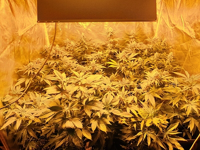 Growreport Bild 12