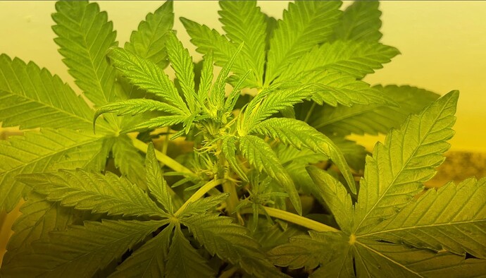 Growreport Bild 1