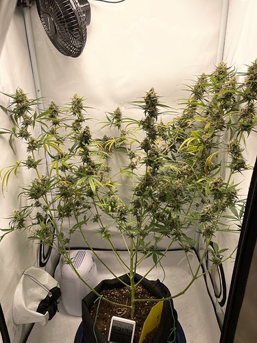 Growreport Bild 4