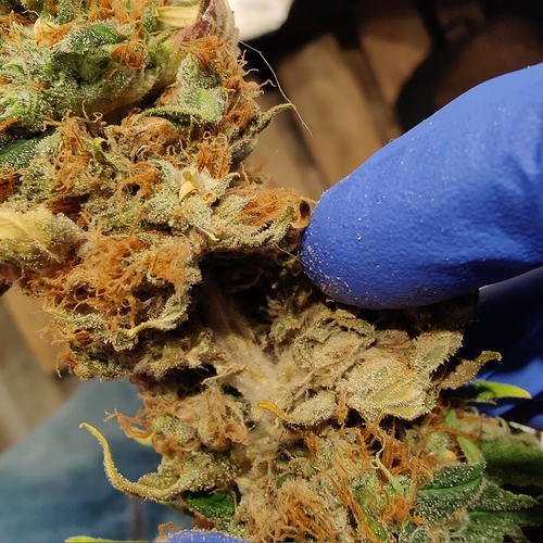 Growreport Bild 6