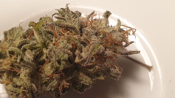 Growreport Bild 5