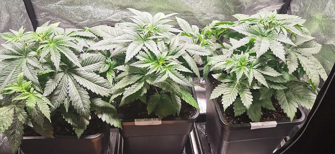 Growreport Bild 39