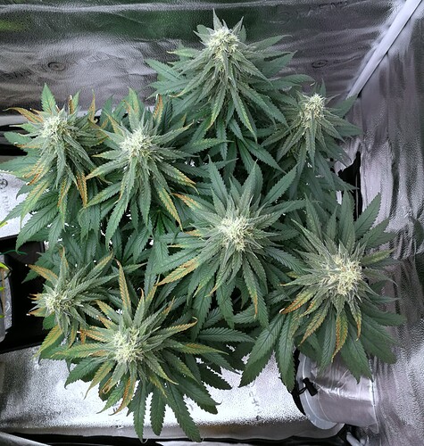 Growreport Bild 7
