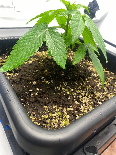 Growreport Bild 7