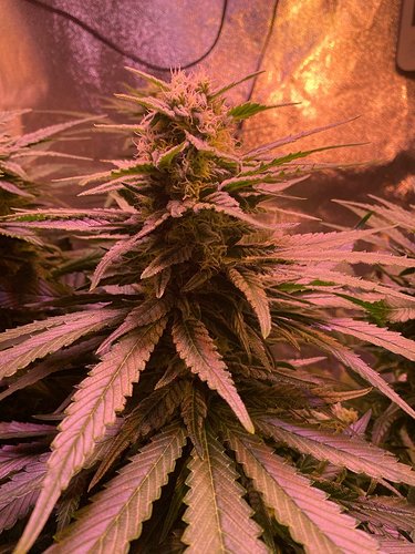 Growreport Bild 11