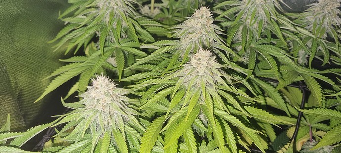 Growreport Bild 5