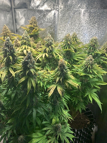 Growreport Bild 2