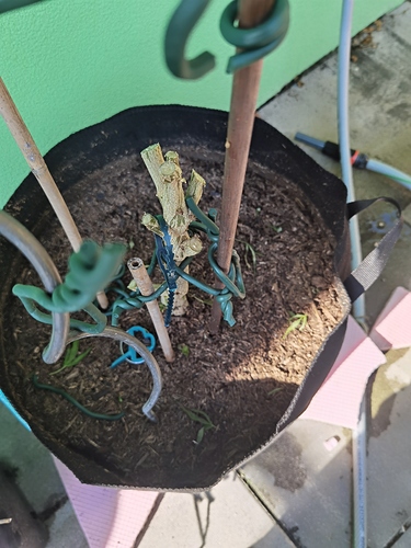 Growreport Bild 2