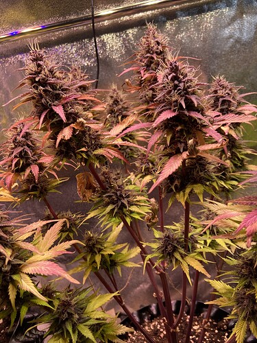 Growreport Bild 5