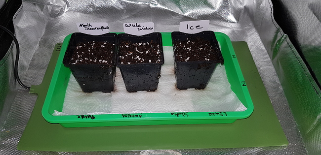 Growreport Bild 4