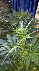 Growreport Bild 5