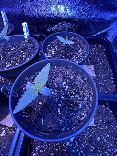 Growreport Bild 21