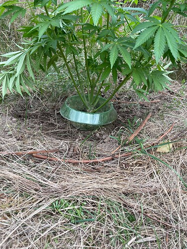 Growreport Bild 32