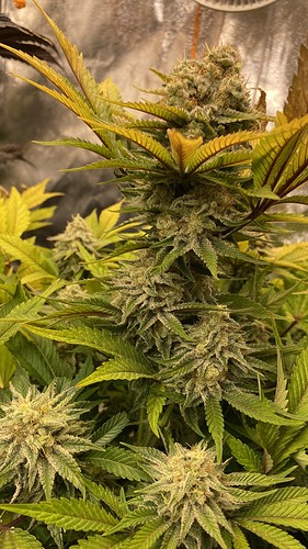 Growreport Bild 8